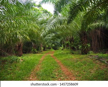 A track through the oil palm plantation farm in the tropics in Central America Carabbean Honduras. 