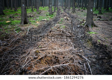 Similar – Foto Bild Valentinstag Wald Baum