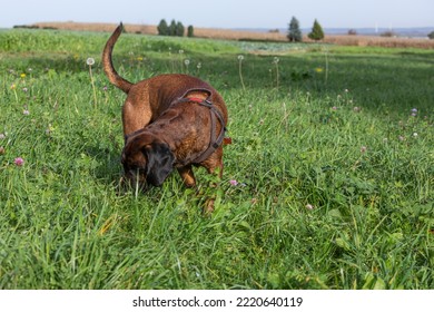 Tracker Dog Sniffing On The Ground To Find A Track