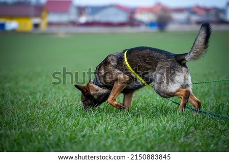 Tracking dog german shepherd getting a smell