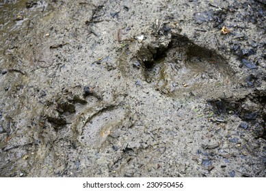 Tracks Of Bear