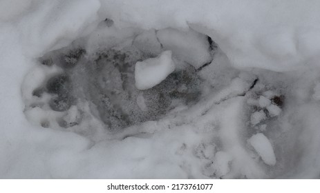 Tracks Of Brown Bear Printed In Snow