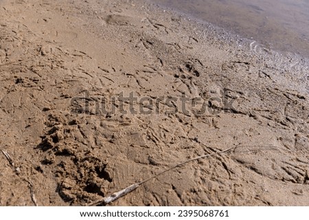 tracks of different birds on the sand on the river bank, bird tracks on wet sand near a lake or river