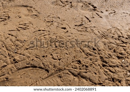 tracks of different birds on the sand on the river bank, bird tracks on wet sand near a lake or river