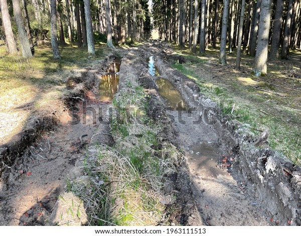 Tracks from\
heavy machines in the forest harvest. Soil erosion and\
environmental demage on the trees and\
plants.