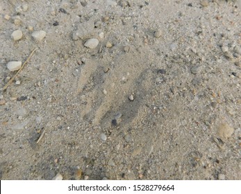 Tracks From A Member Of The Weasel Family (Nebraska 2019)