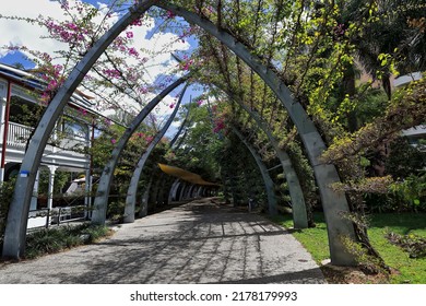 Tract of the kilometre long structure-442 steel tendrils-bougainvillea canopy South Bank Grand Arbour pedestrian walkway running through the South Bank Parklands area. Brisbane-Queensland-Australia.