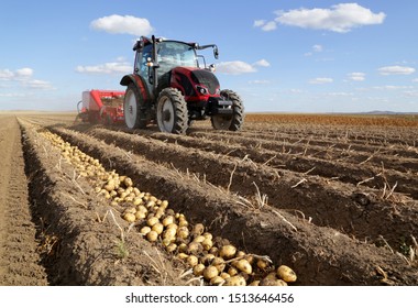A tractor collects potatoes on the field. Careful laying of root crops. Organic potato - Shutterstock ID 1513646456