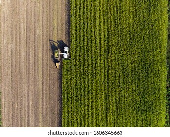 A Tractor And A Combine Harvest Corn