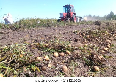 tractor in a field digs potatoes, harvesting using technology, seasonal work in the village - Shutterstock ID 1491216665