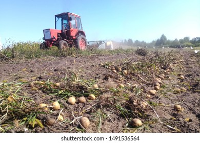tractor in a field digs potatoes, harvesting using technology, seasonal work in the village - Shutterstock ID 1491536564