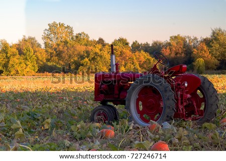 Tractor in a field of pumpkin in the Fall