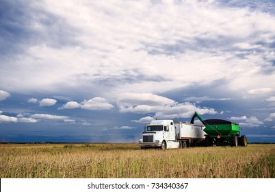 A tractor and grain cart unloading canola seed into a semi truck and trailer in a harvested field under blue cloudy sky in a autumn countryside landscape