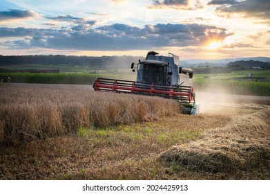 A Tractor Harvesting Wheat Starch In The Sunset On A Country Field In Luxembourg