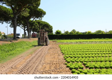 Tractor With Large Wheels On The Cultivated Field For Sowing And Harvesting Lettuce