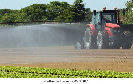 Tractor With Large Wheels On The Cultivated Field For Sowing And Harvesting Lettuce