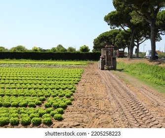 Tractor With Large Wheels On The Cultivated Field For Sowing And Harvesting Lettuce