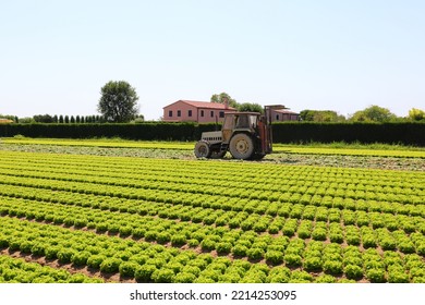 Tractor With Large Wheels On The Cultivated Field For Sowing And Harvesting Lettuce