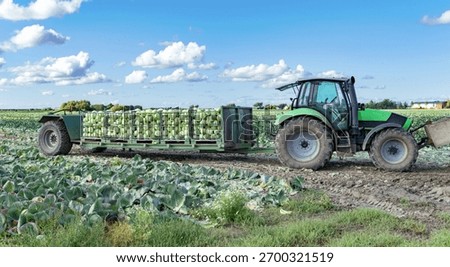 Tractor with loader full of cabbages on leaving the field - 7006