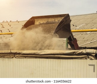 Tractor Loader Loads The Truck With Feed, Animal Feed, Close-up, Dipper