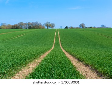 Tractor marks left in a field of newly sown crops. Perry Green, Much Hadham, Hertfordshire. UK