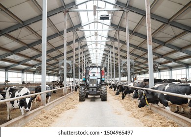 Tractor Moving Along Aisle Between Two Long Cowsheds Inside Large Contemporary Dairy Farm