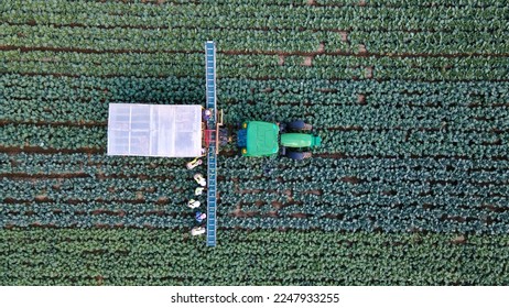 Tractor and people in the field harvests. View from above - Shutterstock ID 2247933255