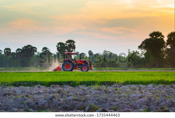 Tractor plowing farm preparing soil for new crop\
rice plantation during the\
evening.