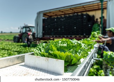 Tractor with production line for harvest lettuce automatically. Lettuce iceberg picking machine on the field in farm. Concept for automatization in the agriculture. - Powered by Shutterstock