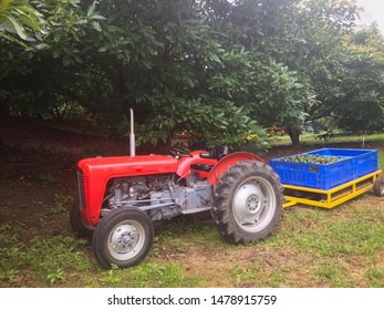 Tractor Pulling Avocado Pallet, Far North, New Zealand