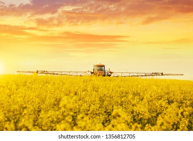 Tractor in spraying the oilseed rape farmland during spring blossom at sunset.