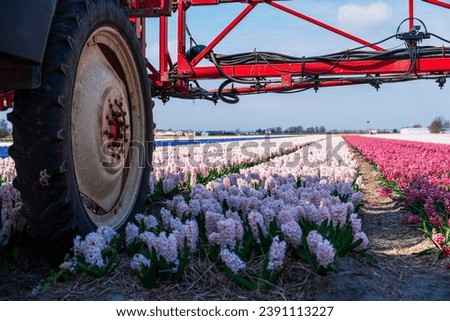 A tractor is spraying pesticide on a colorful flower field in the Netherlands. This pest control process is essential for the cultivation and protection of the vibrant blooming crops.