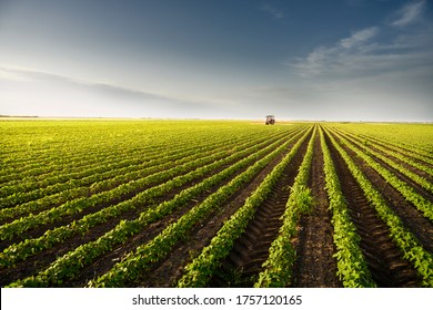 Tractor spraying pesticides on soy field  with sprayer at spring - Shutterstock ID 1757120165