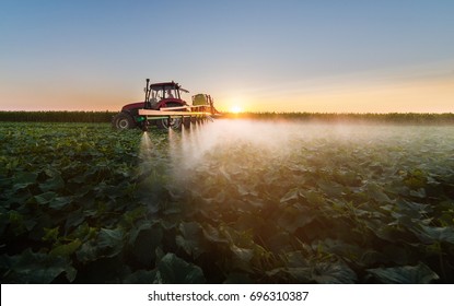 Tractor Spraying Pesticides On Soybean Field  With Sprayer 