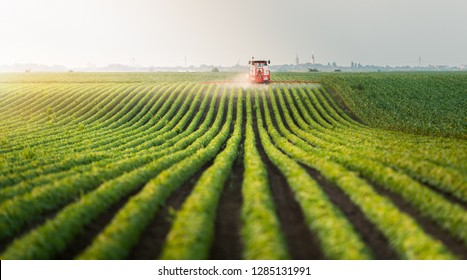 Tractor Spraying Pesticides At  Soy Bean Fields