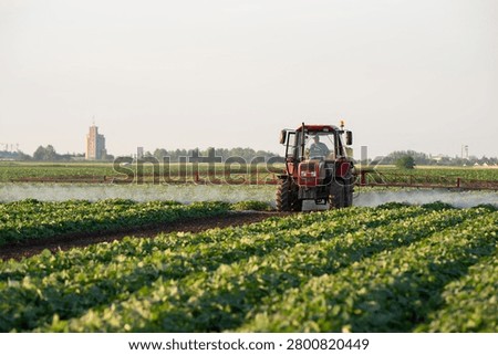 A tractor spraying soil and vegetable in a field. Protecting crops and promoting growth for harvest.