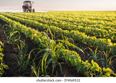 Tractor Spraying Soybean Field At Spring 