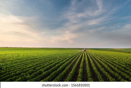 Tractor spraying soybean field in sunset. Season, plant.