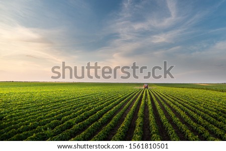 Tractor spraying soybean field in sunset. Season, plant.