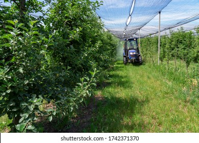 Tractor Spraying Trees in Apple Orchard Covered with Hail Protection Nets. Farmer Driving Tractor Through Apple Orchard. Apple Tree Spraying with a Tractor. Farmer Sprays Trees With Toxic Pesticides.