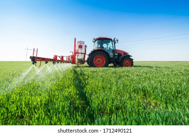 Tractor spraying wheat in springtime in field