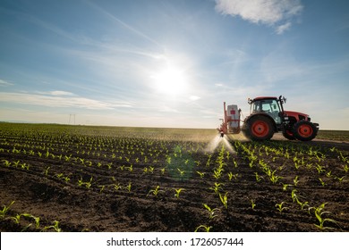 Tractor spraying young corn with pesticides