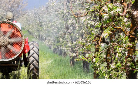 Tractor sprays insecticide in a blossoming apple orchard,