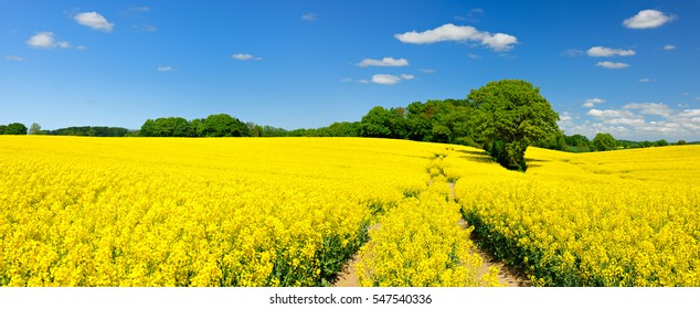 Tractor Tracks through Endless Fields of Oilseed rape blossoming under Blue Sky with Clouds