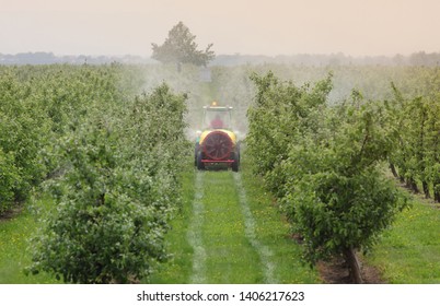 Tractor using a air dust machine sprayer with a chemical insecticide or fungicide in a peach orchard, agriculture in spring