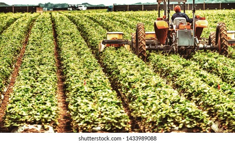 Tractor at work in a field.