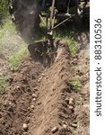 tractor to work in a vegetable garden