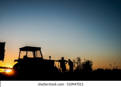 Tractor and workers on sunset in a wheat field.