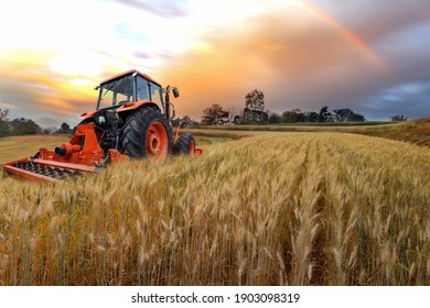 Tractor Working On The  Rice Fileds Barley Farm At Sunset Time, Modern Agricultural Transport.