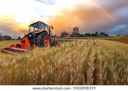 Tractor working on the  rice fileds barley farm at sunset time, modern agricultural transport.